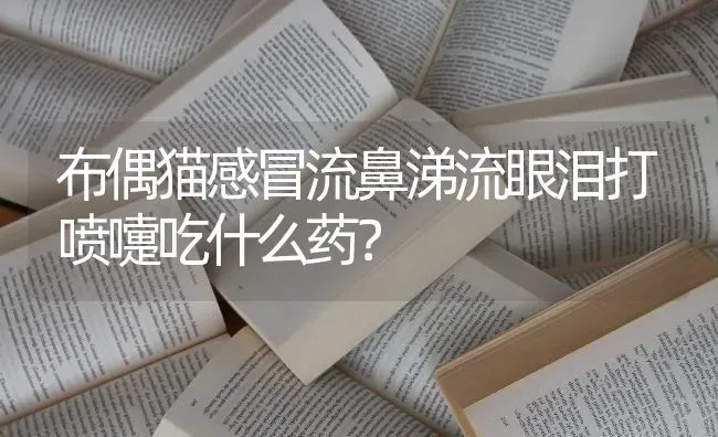 布偶猫感冒流鼻涕流眼泪打喷嚏吃什么药？ | 动物养殖问答