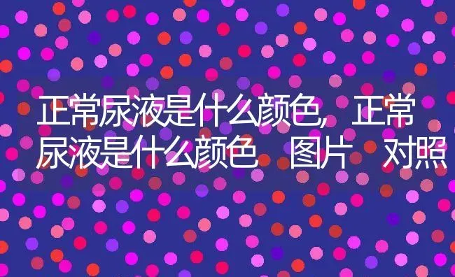 正常尿液是什么颜色,正常尿液是什么颜色 图片 对照 | 宠物百科知识