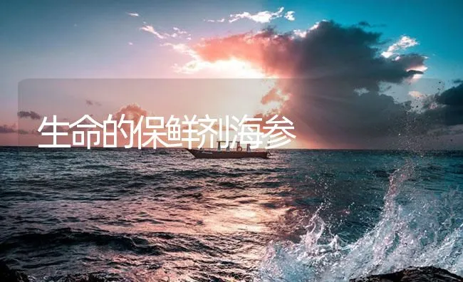 生命的保鲜剂海参 | 海水养殖技术