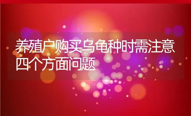 养殖户购买乌龟种时需注意四个方面问题 | 动物养殖教程