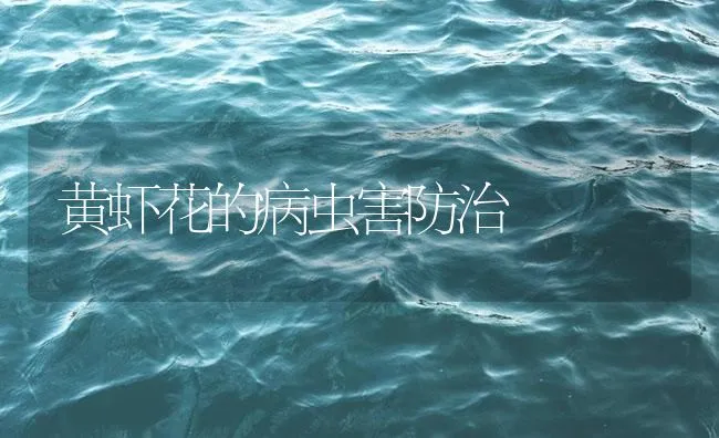 黄虾花的病虫害防治 | 海水养殖技术