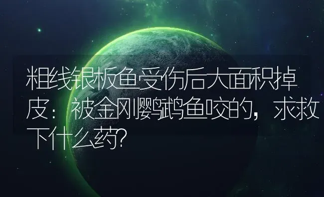 粗线银板鱼受伤后大面积掉皮：被金刚鹦鹉鱼咬的，求救下什么药？ | 鱼类宠物饲养