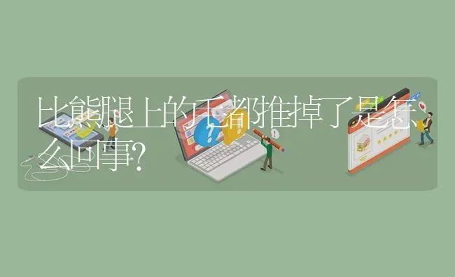 比熊腿上的毛都推掉了是怎么回事？ | 动物养殖问答