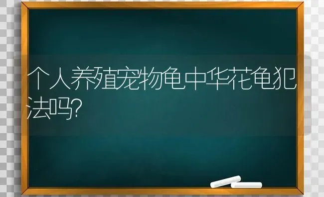 个人养殖宠物龟中华花龟犯法吗？ | 动物养殖问答