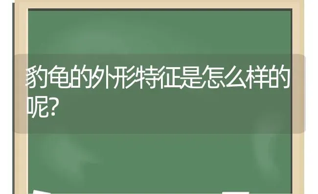 豹龟的外形特征是怎么样的呢？ | 动物养殖问答