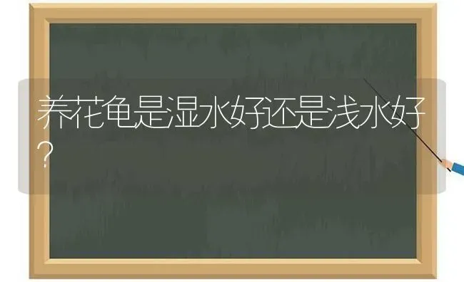 养花龟是湿水好还是浅水好？ | 动物养殖问答