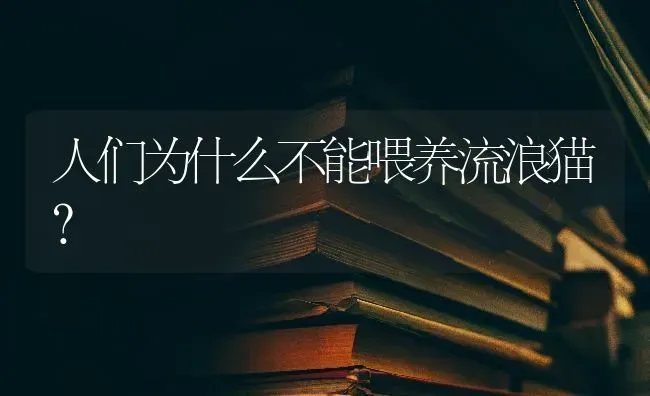 人们为什么不能喂养流浪猫？ | 动物养殖问答