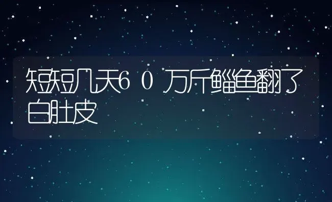 短短几天60万斤鲻鱼翻了白肚皮 | 淡水养殖技术