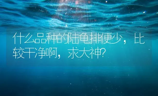 什么品种的陆龟排便少，比较干净啊，求大神？ | 动物养殖问答