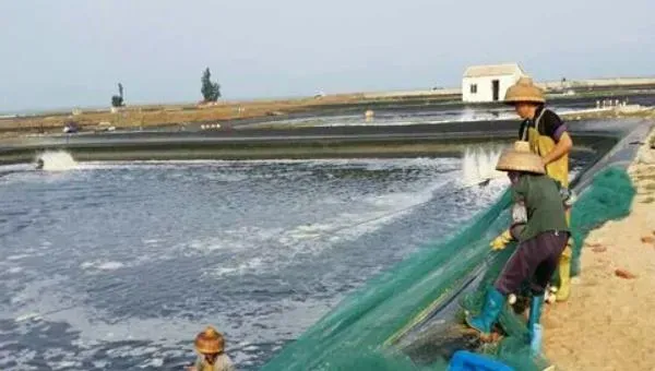 淡水虾养殖一亩利润有多少 无公害淡水虾养殖技术