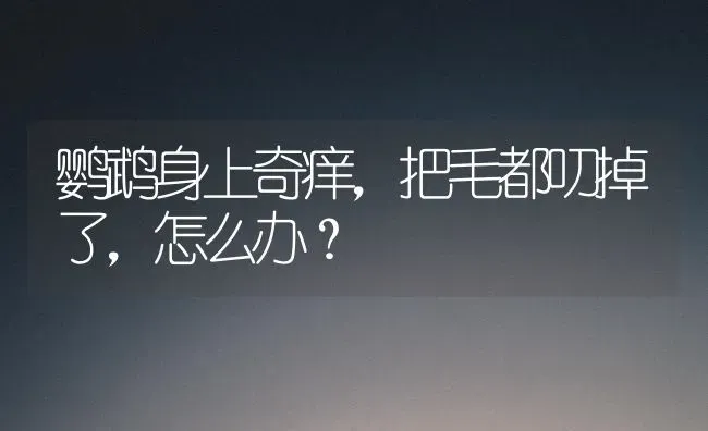 鹦鹉身上奇痒，把毛都叨掉了，怎么办？ | 动物养殖问答