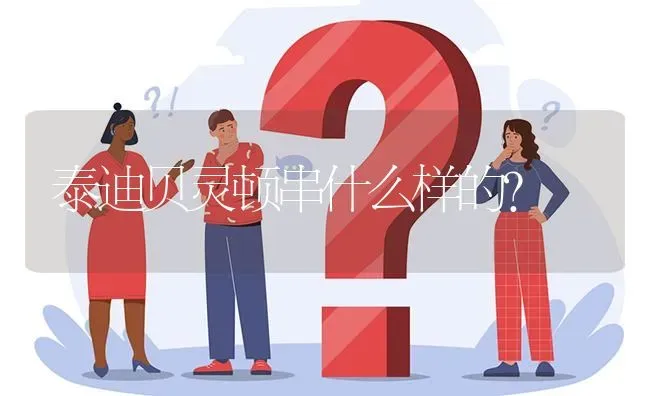 泰迪贝灵顿串什么样的？ | 动物养殖问答