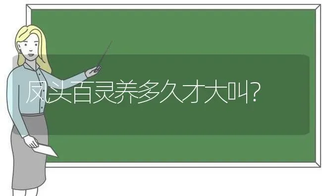 凤头百灵养多久才大叫？ | 动物养殖问答