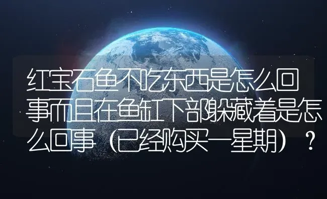 红宝石鱼不吃东西是怎么回事而且在鱼缸下部躲藏着是怎么回事（已经购买一星期）？ | 鱼类宠物饲养