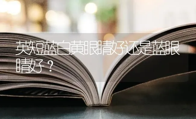 英短蓝白黄眼睛好还是蓝眼睛好？ | 动物养殖问答