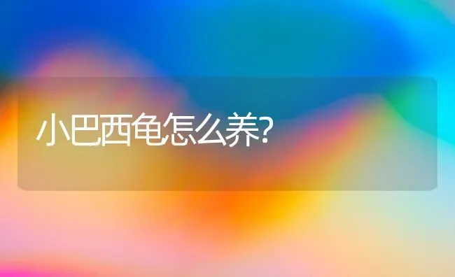 小巴西龟怎么养？ | 动物养殖问答