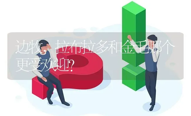 边牧，拉布拉多和金毛哪个更受欢迎？ | 动物养殖问答