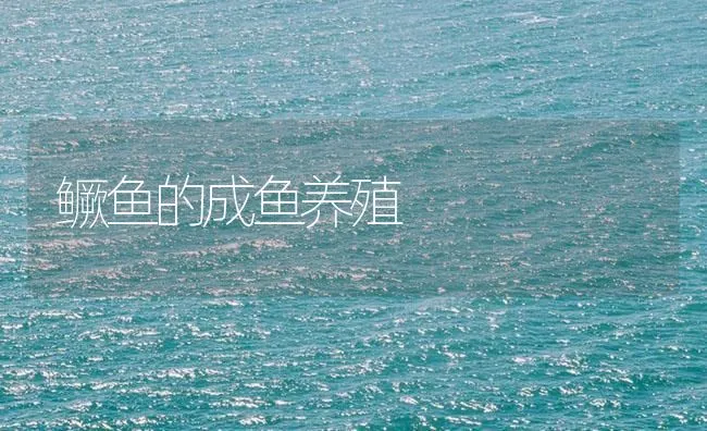 鳜鱼的成鱼养殖 | 海水养殖技术