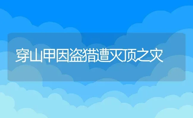 穿山甲因盗猎遭灭顶之灾 | 动物养殖百科