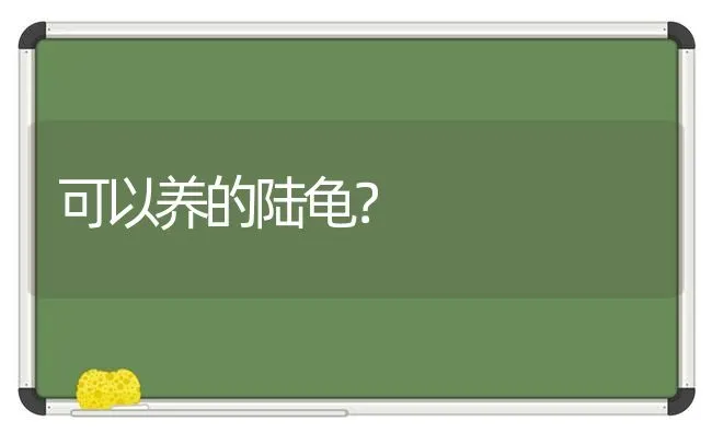 可以养的陆龟？ | 动物养殖问答