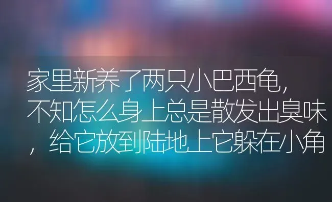 家里新养了两只小巴西龟，不知怎么身上总是散发出臭味，给它放到陆地上它躲在小角落不行动，一放到杠子了？ | 动物养殖问答