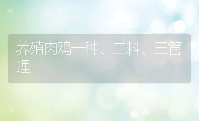 养殖肉鸡一种、二料、三管理 | 动物养殖学堂