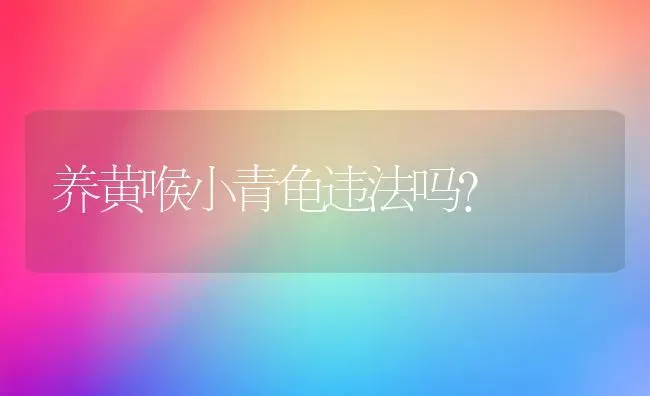 养黄喉小青龟违法吗？ | 动物养殖问答