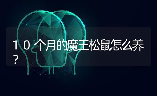 10个月的魔王松鼠怎么养？ | 动物养殖问答