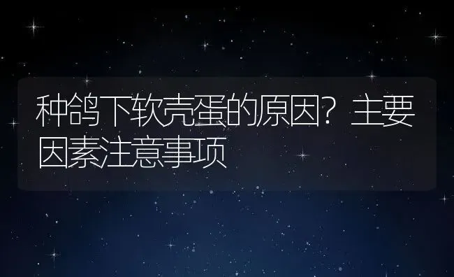 种鸽下软壳蛋的原因？主要因素注意事项 | 动物养殖百科