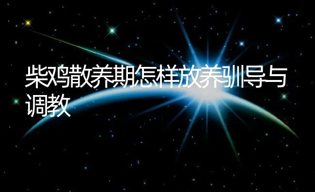 柴鸡散养期怎样放养驯导与调教 | 动物养殖饲料