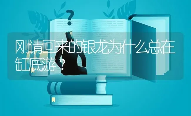 刚请回来的银龙为什么总在缸底游？ | 鱼类宠物饲养