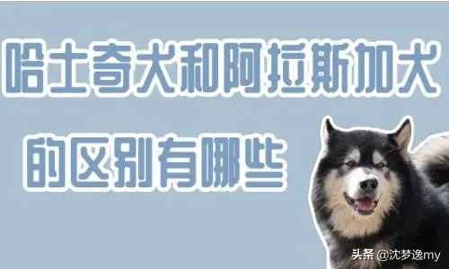 二哈和阿拉斯加的区别,哈士奇犬与阿拉斯加犬的对比和区分？