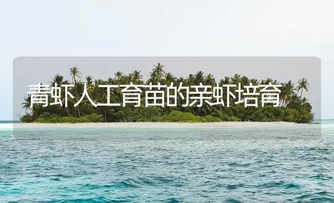 青虾人工育苗的亲虾培育 | 海水养殖技术