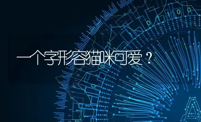 一个字形容猫咪可爱？ | 动物养殖问答