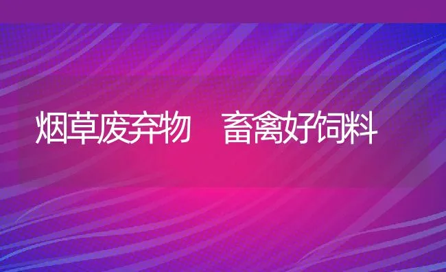 烟草废弃物 畜禽好饲料 | 动物养殖饲料