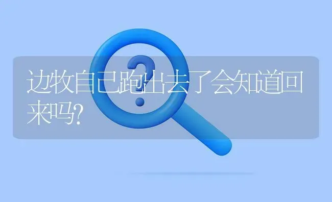 边牧自己跑出去了会知道回来吗？ | 动物养殖问答