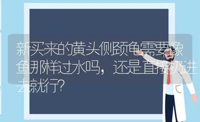 新买来的黄头侧颈龟需要像鱼那样过水吗，还是直接扔进去就行？ | 动物养殖问答