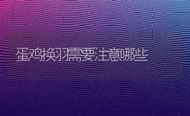 蛋鸡换羽需要注意哪些 | 动物养殖学堂