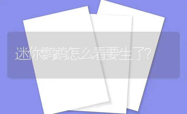 迷你鹦鹉怎么看要生了？ | 鱼类宠物饲养