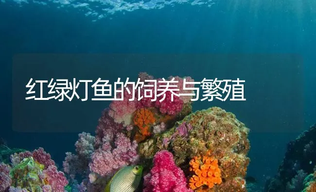 红绿灯鱼的饲养与繁殖 | 海水养殖技术