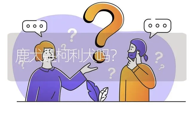 雪纳瑞都是这样腿长脖子长的吗？ | 动物养殖问答