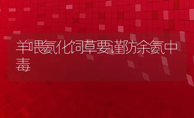 羊喂氨化饲草要谨防余氨中毒 | 动物养殖学堂