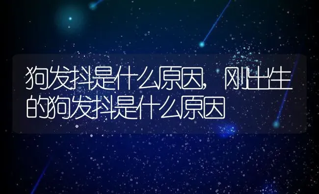 狗狗为什么不能吃巧克力,狗狗为什么不能吃巧克力和葡萄? | 宠物百科知识