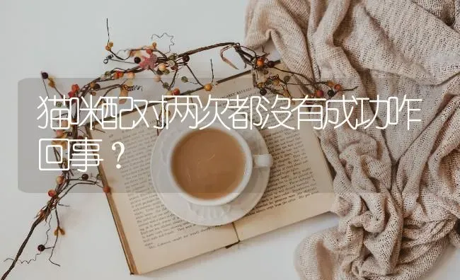 猫咪配对两次都沒有成功咋回事？ | 动物养殖问答