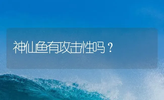 神仙鱼有攻击性吗？ | 鱼类宠物饲养