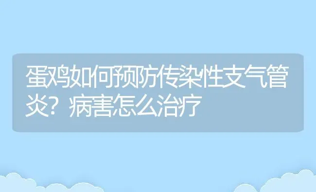 蛋鸡如何预防传染性支气管炎？病害怎么治疗 | 动物养殖教程