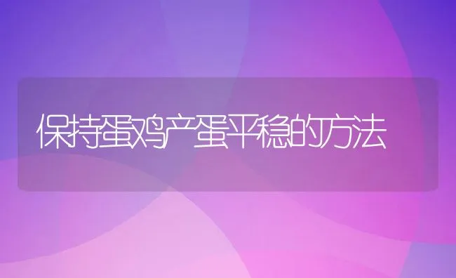 保持蛋鸡产蛋平稳的方法 | 动物养殖学堂