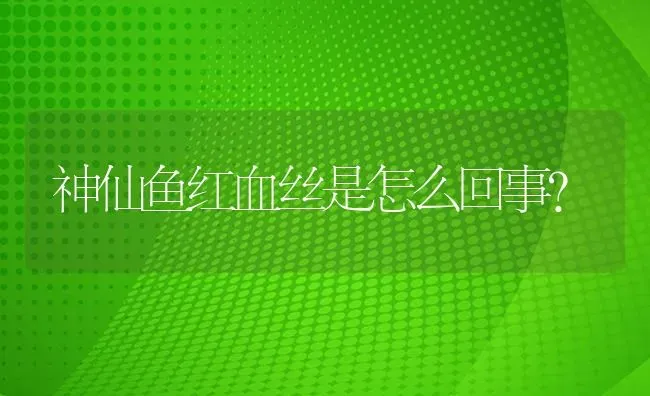 神仙鱼红血丝是怎么回事？ | 鱼类宠物饲养