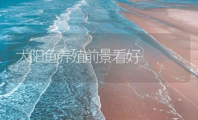 太阳鱼养殖前景看好 | 海水养殖技术