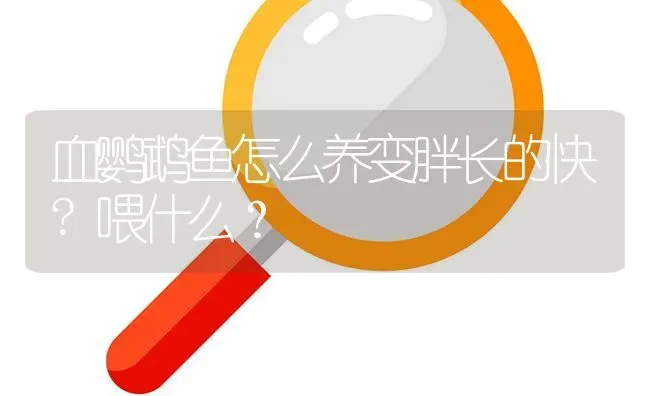 血鹦鹉鱼怎么养变胖长的快?喂什么？ | 鱼类宠物饲养